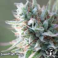 SnowHigh Seeds QuickSilver