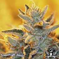 SnowHigh Seeds True Gangster Kush