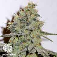 Bodhi Seeds Snow Queen