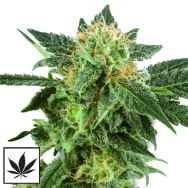 White Label Seeds Snow Ryder Automatic
