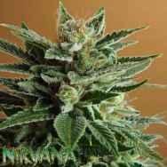 Nirvana Seeds Snow White