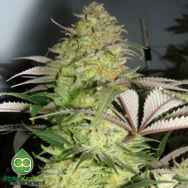 AlphaKronik Genes Seeds Snowdawg 2