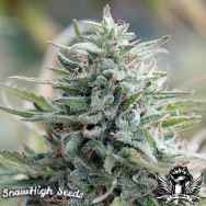 SnowHigh Seeds High Voltage