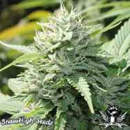 SnowHigh Seeds Moon Walker