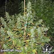 SnowHigh Seeds Tahoe Snow