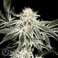 Sagarmatha Seeds Solo Ryder