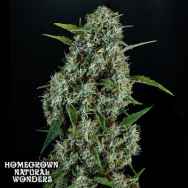 Homegrown Natural Wonders Sonic Screwdriver