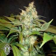 Holy Smoke Seeds Sour BlackBerry Diesel