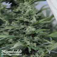 Humboldt Seed Organization Sour Diesel #2