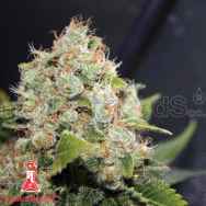 Medical Seeds Sour Diesel