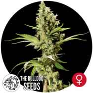 The Bulldog Seeds Sour Diesel