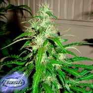 Flash Autoflowering Seeds Sour Diesel Haze