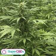 SuperCBDx Seeds Sour Diesel x SCBDX