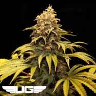 Ultra Genetics Seeds Sour Grape Kush