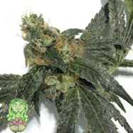 Trichome Jungle Seeds Sour Mandarina