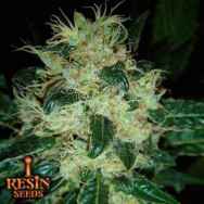 Resin Seeds Sour P