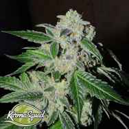 Karma Squad Seeds Sour Power OG