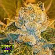 Ripper Seeds Sour Ripper