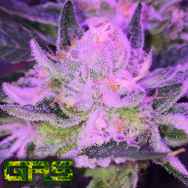 Garden Ablaze Seeds (GAS) Sour Sherbet