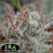 TGA Subcool Seeds Space Candy