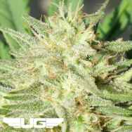 Ultra Genetics Seeds Space Grape