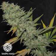 Bodhi Seeds Space Monkey