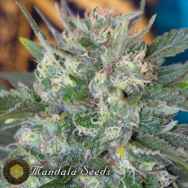 Mandala Seeds Speed Queen