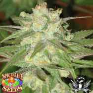 Spice of Life Seeds Blue Bonic