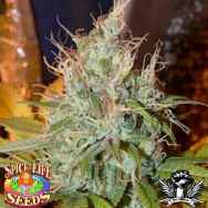 Spice of Life Seeds Sweet Blue