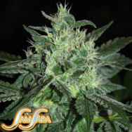 Samsara Seeds Spicy White Devil