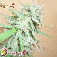 Dr. Krippling Seeds Spinning Buzz Kick AUTO