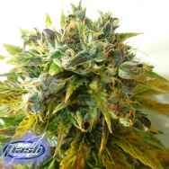 Flash Autoflowering Seeds Stardust