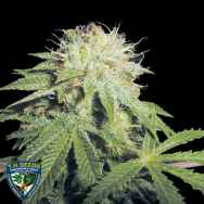 T H Seeds Stinky Pinky