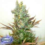 Flash Autoflowering Seeds Stitch's Love Potion