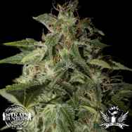 Strain Hunters Seedbank Seeds Afgooey