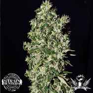 Strain Hunters Seedbank Seeds Big Tooth