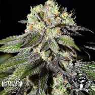 Strain Hunters Seedbank Seeds Caboose