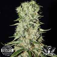 Strain Hunters Seedbank Seeds Damnesia