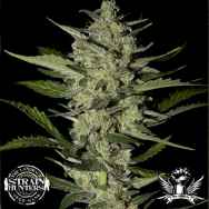 Strain Hunters Seedbank Seeds Flowerbomb Kush