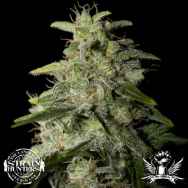 Strain Hunters Seedbank Seeds Money Maker