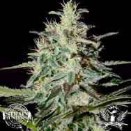 Strain Hunters Seedbank Seeds White Lemon