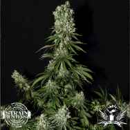 Strain Hunters Seedbank Seeds White Strawberry Skunk