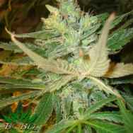 BC Bud Depot Seeds Strawberry Cough