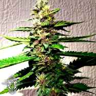 Holy Smoke Seeds Strawberry Diesel Dojo