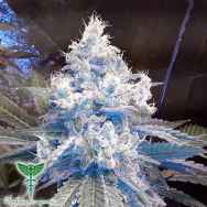 Dankonomics Genetics Seeds Strawberry Stardawg