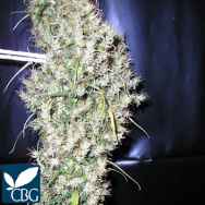 Cannabiogen Seeds Sud Africa