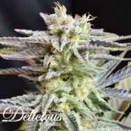 Delicious Seeds Sugar Black Rose