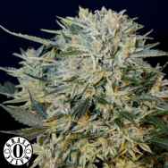 Grass O Matic Seeds Sugar Gom