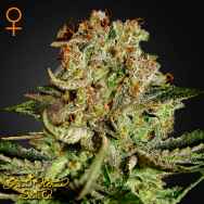 Green House Seeds Super Bud