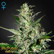 Green House Seeds Super Critical AUTO